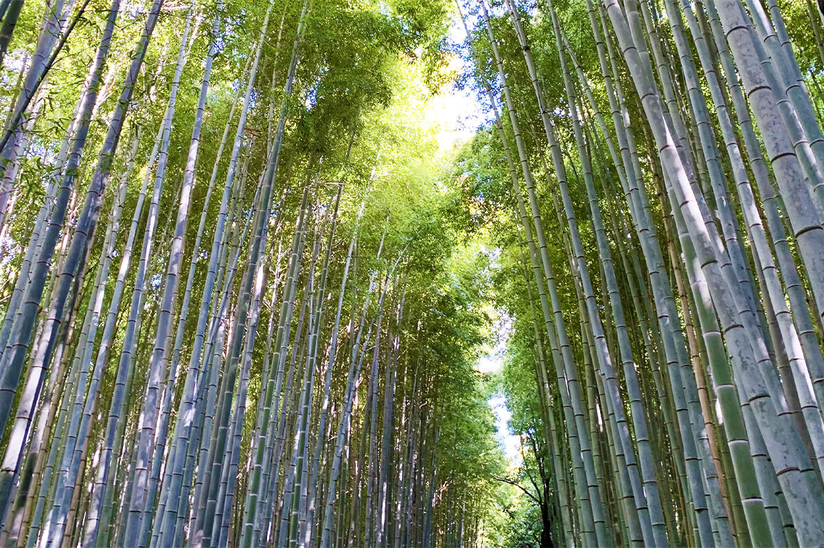 文化・芸術